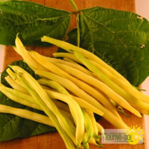 Haricot Nain Gold Rush