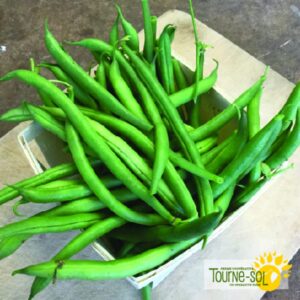 Haricot Nain Maxibel