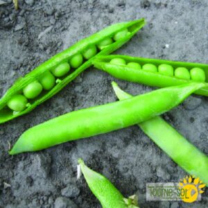 Pois à Écosser Green Arrow