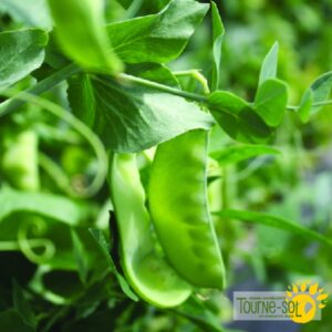 Pois des Neiges Oregon Sugar Pod II