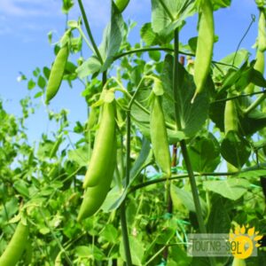 Pois Mange-Tout Sugaree