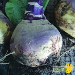 Rutabaga