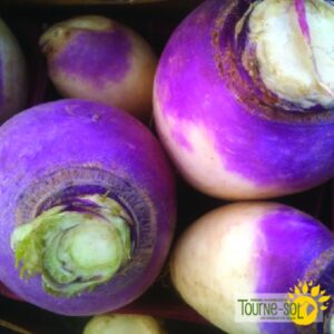 Navet Purple Top White Globe