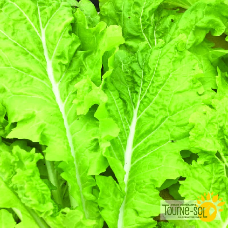 Chou Chinois Tokyo Bekana