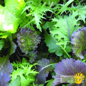 Mesclun Mélange Combo Crucifères de Luxe