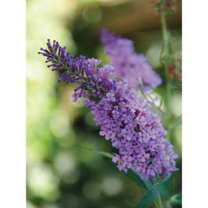 Buddleia Mariposa Blue