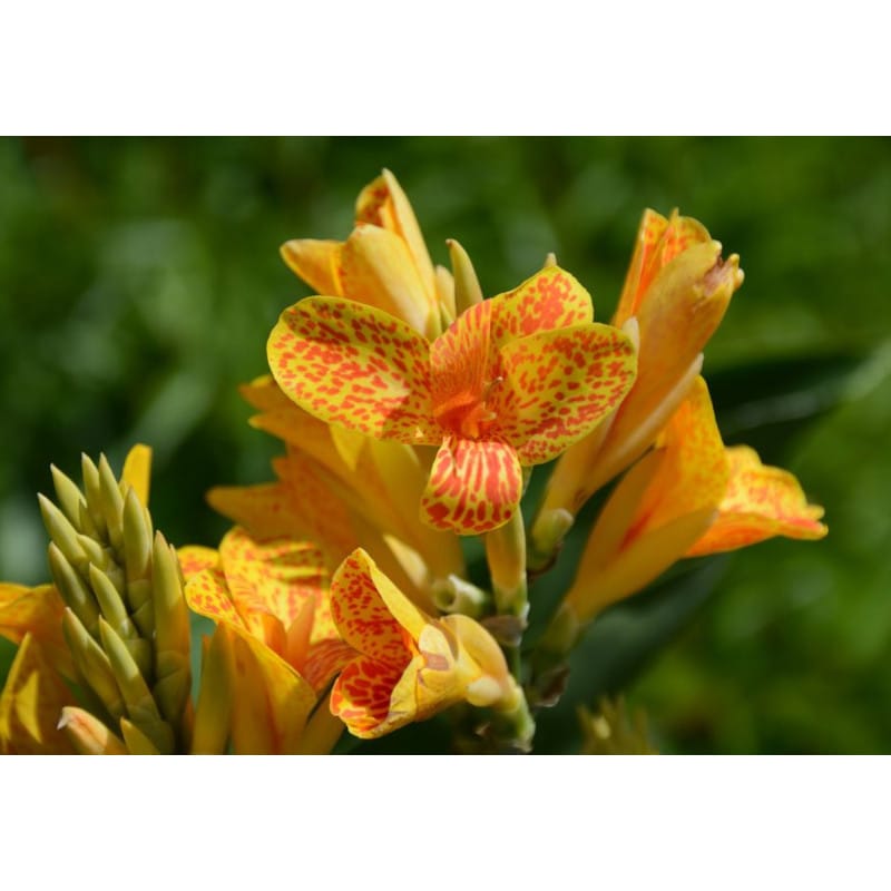Canna Tenerife