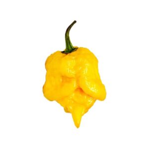 Plant de piment fort Carolina Reaper jaune