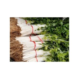 Plant de Céleri blanc