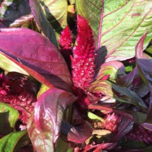 Celosia Lizard Leaf
