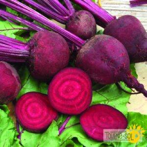 Betterave Detroit Dark Red