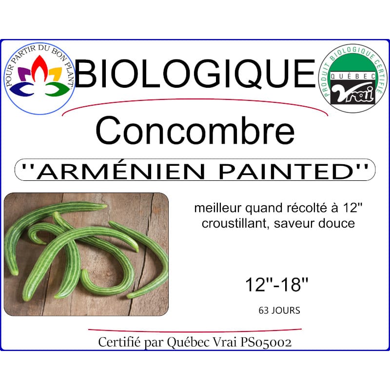Plant de concombre Arménien Painted