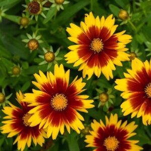 Coreopsis Uptick Gold Bronze