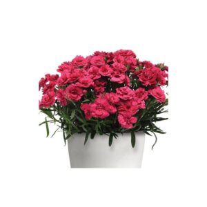 Dianthus Cherry Velvet