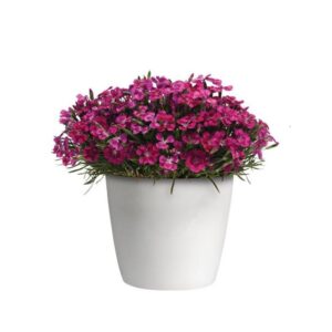 Dianthus Pink Star