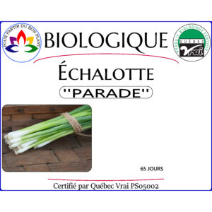 Plant d'échalotte Parade