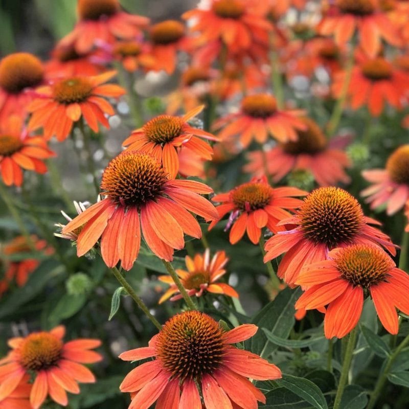 Echinacea Sombrero Adobe Orange