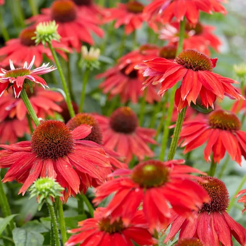 echinacea sombrero salsa red