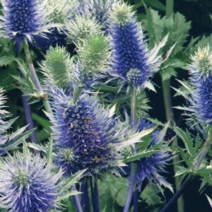 Eryngium planum Blue Hobbit
