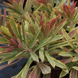 Euphorbia Ascot Rainbow