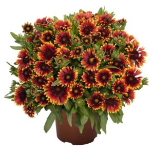 Gaillardia Spintop Orange