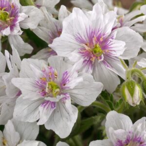 Géranium Double Jewel