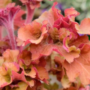 Heuchera Frilly