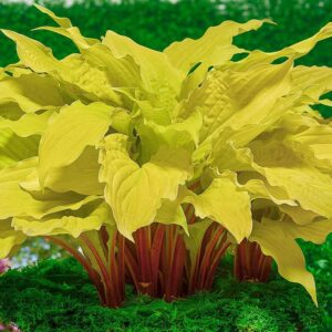 Hosta Lipstick blonde