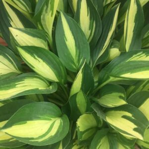 Hosta Lakeside Little Tuft
