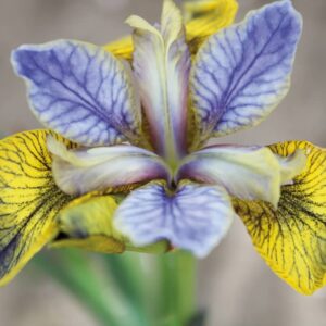 Iris Tipped in blue