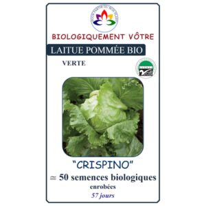 Laitue Pommée Verte Crispino