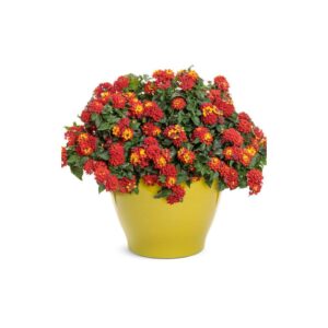 Lantana Canada Red