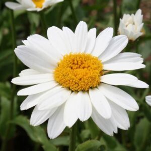 Leucanthemum Whitecap