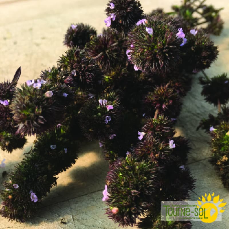 Sariette d'été ancienne d'acadie