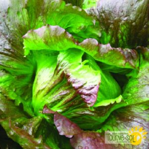 Laitue Iceberg Rouge
