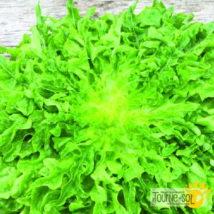 Laitue Feuille de Chêne verte Regal Oak