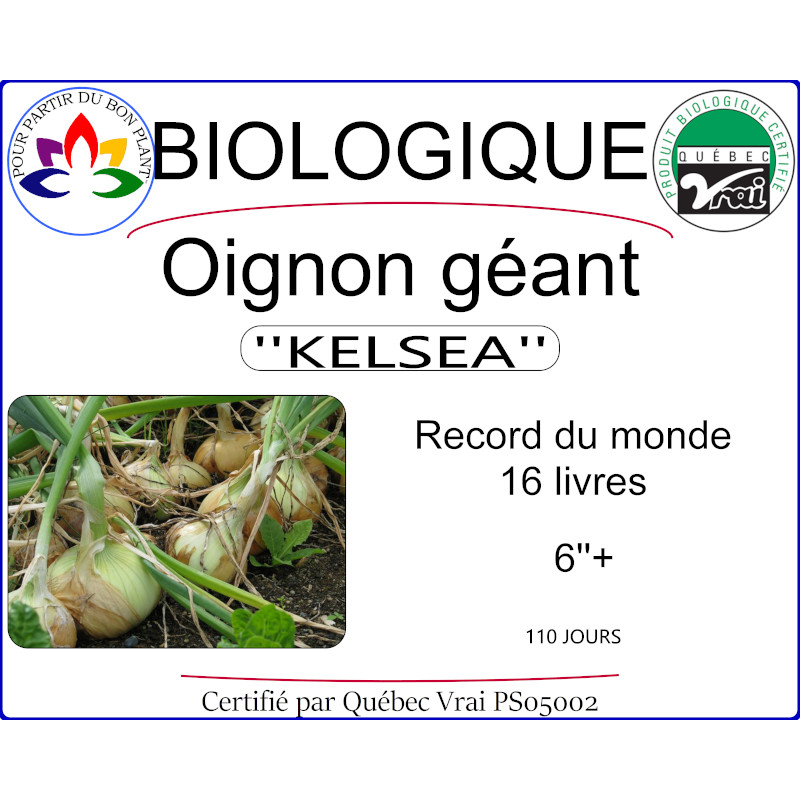 Plant d'oignon géant Kelsea