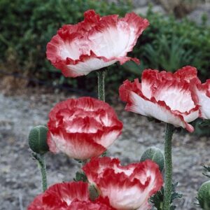 Papaver Place Pigalle