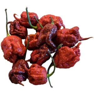 Plant de piment fort Carolina Reaper Brun