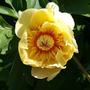 Pivoine Itoh Garden Treasure