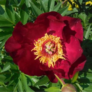 Pivoine Itoh Scarlet Heaven