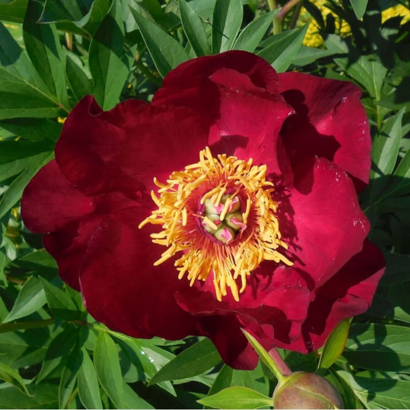 Pivoine Itoh Scarlet Heaven