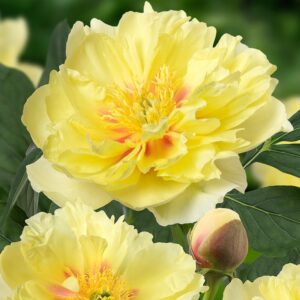 Pivoine Itoh Bartzella