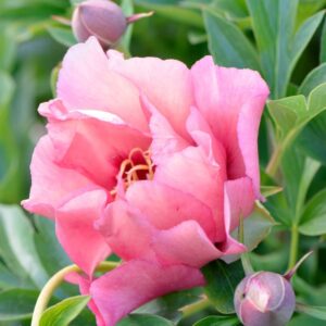 Pivoine Itoh Old Rose Dandy