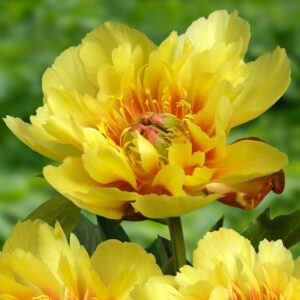 Pivoine Itho Border Charm