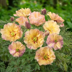 Pivoine Itoh Canary Brilliants