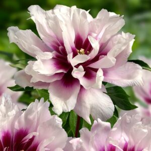 Pivoine Itoh Cora Louise