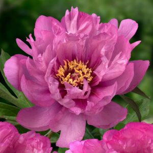 Pivoine Itoh First Arrival