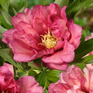 Pivoine Itoh Hilarry