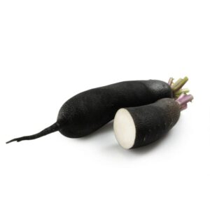 Plant de Radis noir